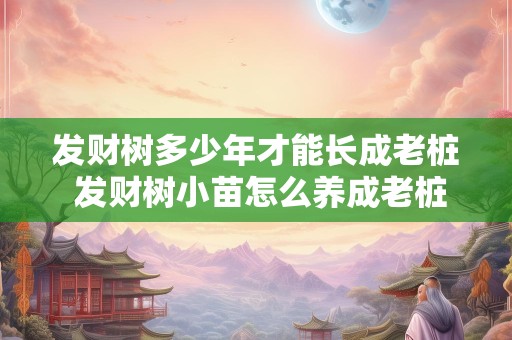 发财树多少年才能长成老桩 发财树小苗怎么养成老桩