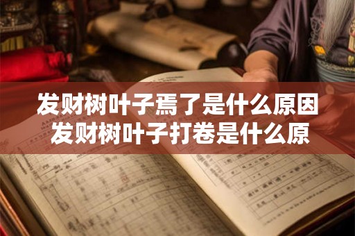 发财树叶子焉了是什么原因 发财树叶子打卷是什么原因