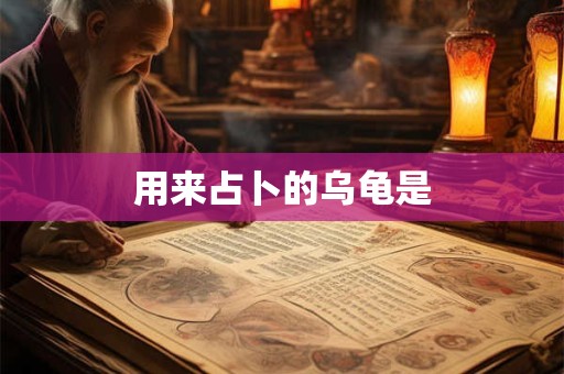 用来占卜的乌龟是