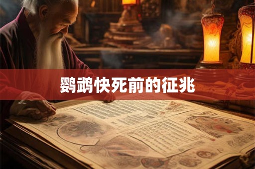 鹦鹉快死前的征兆