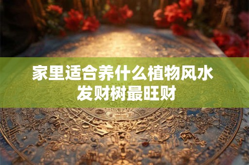 家里适合养什么植物风水  发财树最旺财