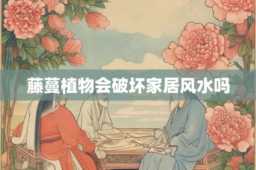藤蔓植物会破坏家居风水吗