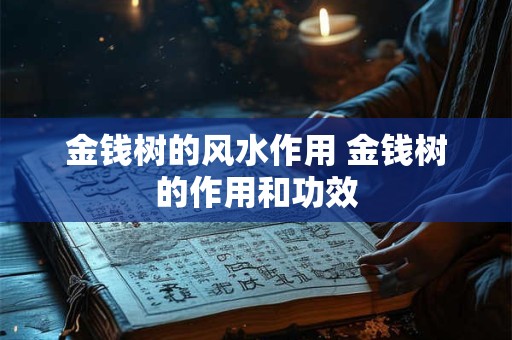 金钱树的风水作用 金钱树的作用和功效