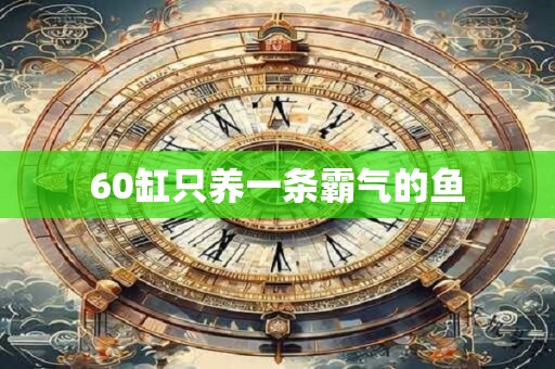 60缸只养一条霸气的鱼