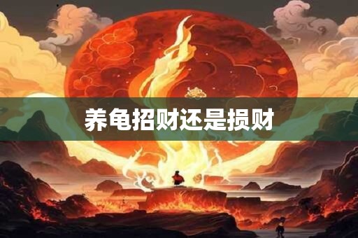 养龟招财还是损财