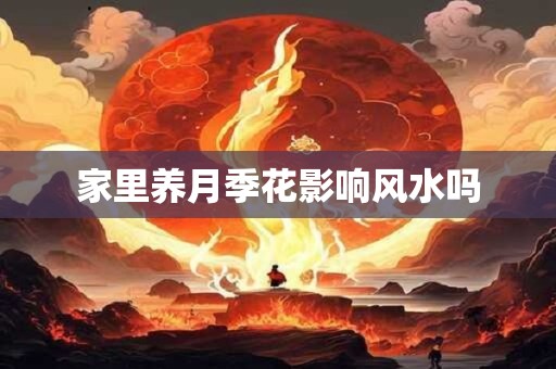 家里养月季花影响风水吗