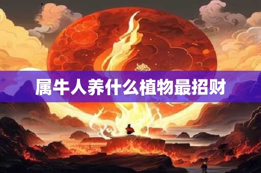 属牛人养什么植物最招财