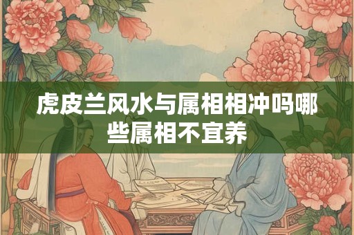 虎皮兰风水与属相相冲吗哪些属相不宜养 虎皮兰风水与属相相冲吗哪些属相不宜养