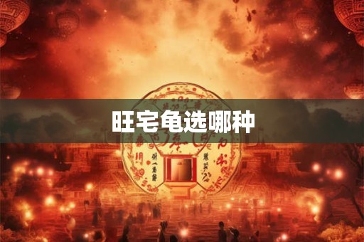 旺宅龟选哪种