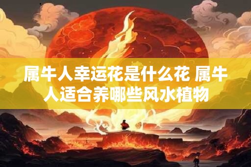 属牛人幸运花是什么花 属牛人适合养哪些风水植物