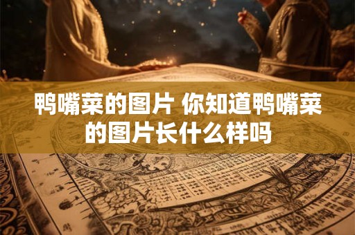 鸭嘴菜的图片 你知道鸭嘴菜的图片长什么样吗