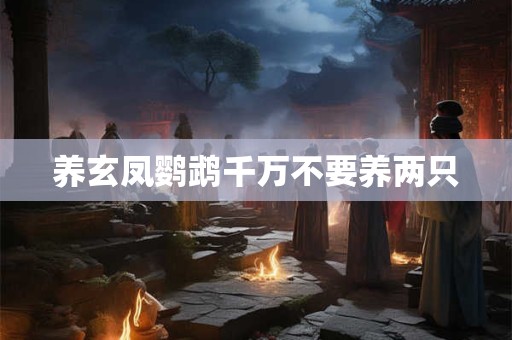 养玄凤鹦鹉千万不要养两只