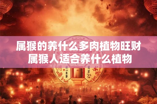 属猴的养什么多肉植物旺财 属猴人适合养什么植物
