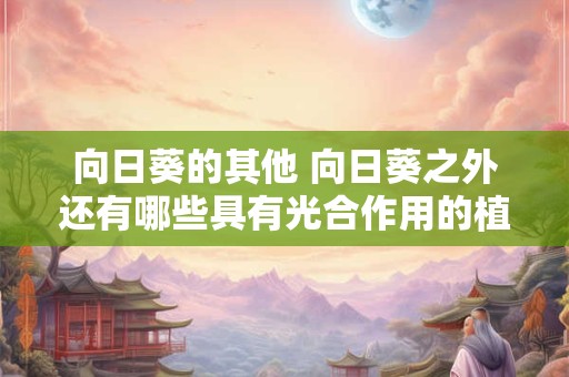 向日葵的其他 向日葵之外还有哪些具有光合作用的植物