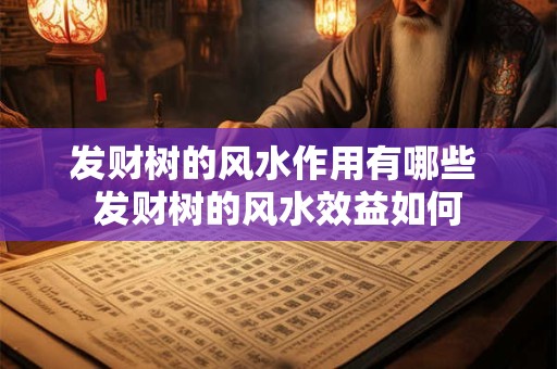 发财树的风水作用有哪些 发财树的风水效益如何