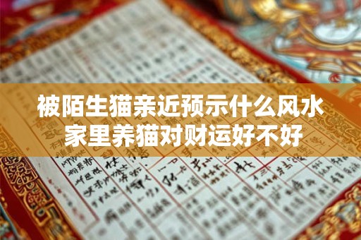 被陌生猫亲近预示什么风水 家里养猫对财运好不好
