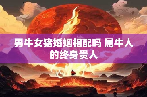 男牛女猪婚姻相配吗 属牛人的终身贵人