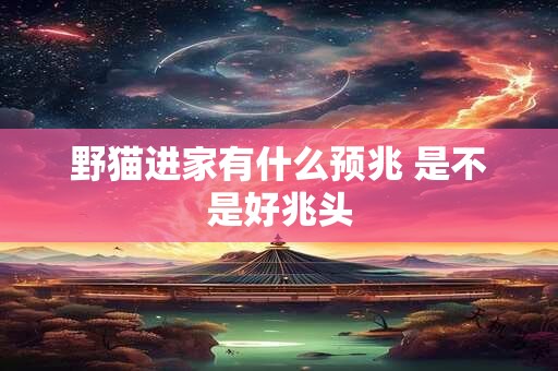 野猫进家有什么预兆 是不是好兆头