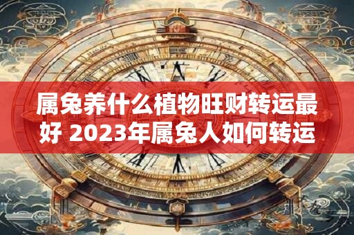 属兔养什么植物旺财转运最好 2023年属兔人如何转运