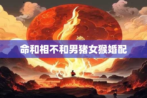 命和相不和男猪女猴婚配