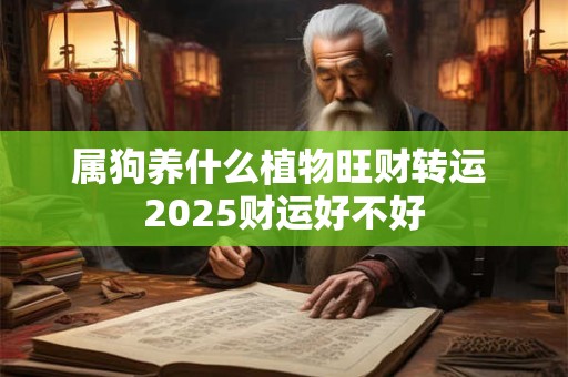 属狗养什么植物旺财转运 2025财运好不好