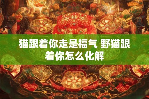 猫跟着你走是福气 野猫跟着你怎么化解