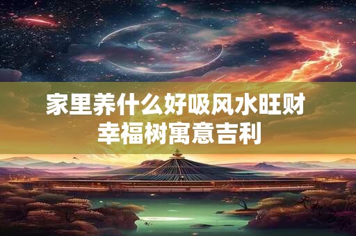 家里养什么好吸风水旺财 幸福树寓意吉利