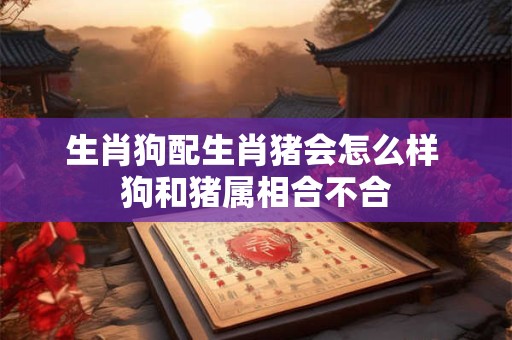 生肖狗配生肖猪会怎么样 狗和猪属相合不合