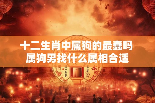 十二生肖中属狗的最蠢吗 属狗男找什么属相合适