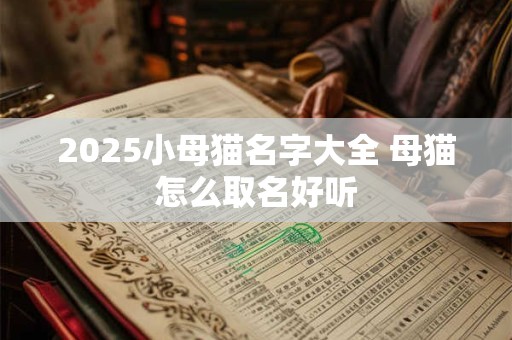 2025小母猫名字大全 母猫怎么取名好听