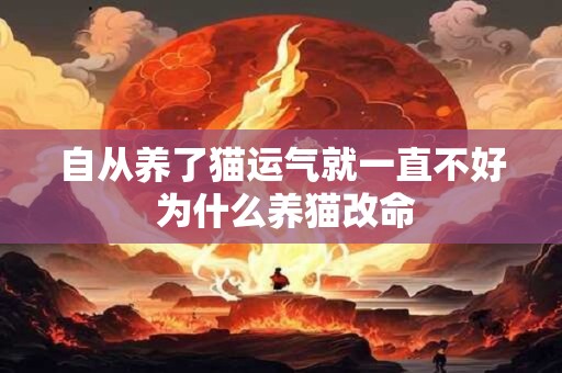 自从养了猫运气就一直不好 为什么养猫改命