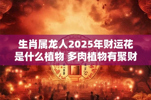 生肖属龙人2025年财运花是什么植物 多肉植物有聚财作用