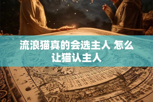 流浪猫真的会选主人 怎么让猫认主人 流浪猫真的会选主人 怎么让猫认主人