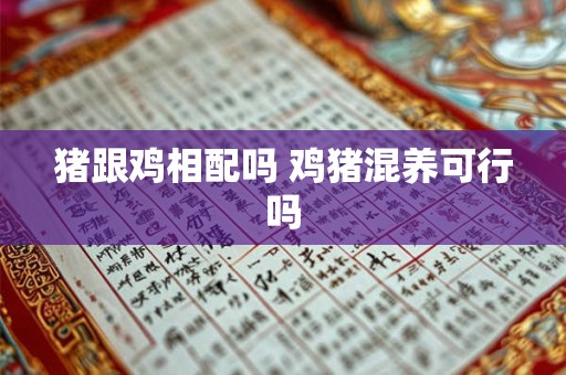 猪跟鸡相配吗 鸡猪混养可行吗
