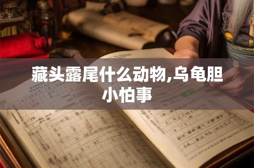 藏头露尾什么动物,乌龟胆小怕事