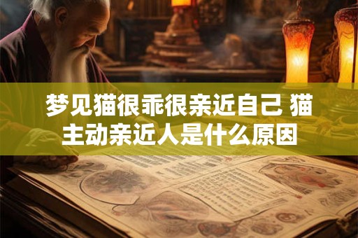 梦见猫很乖很亲近自己 猫主动亲近人是什么原因