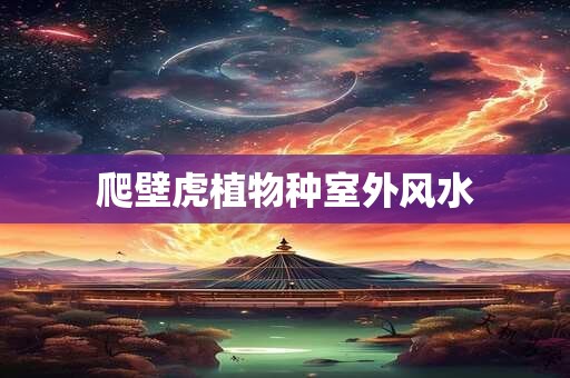 爬壁虎植物种室外风水