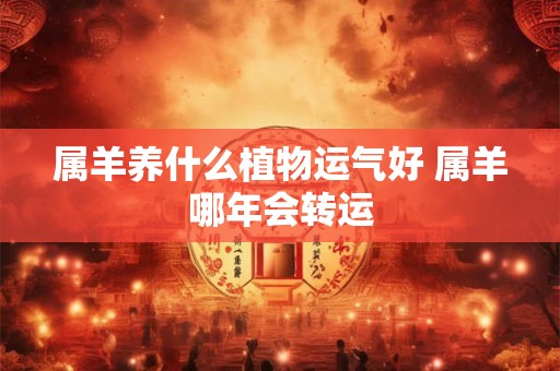 属羊养什么植物运气好 属羊哪年会转运