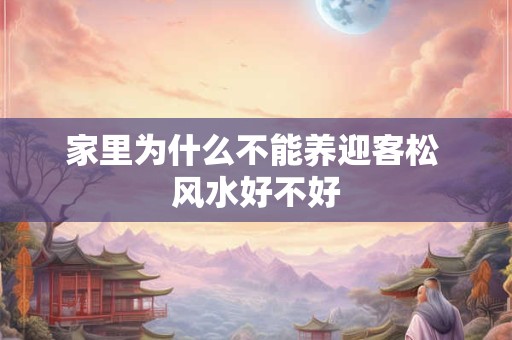 家里为什么不能养迎客松 风水好不好