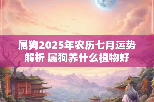 属狗2025年农历七月运势解析 属狗养什么植物好