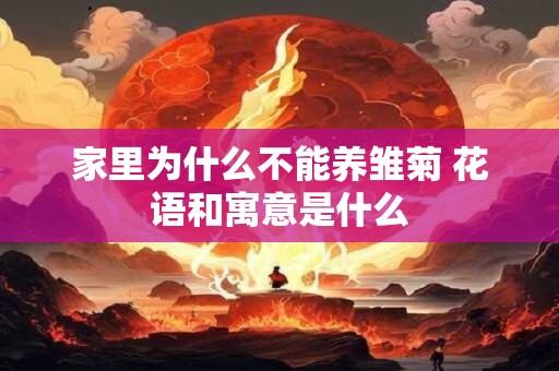 家里为什么不能养雏菊 花语和寓意是什么