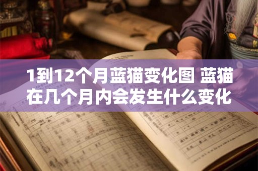 1到12个月蓝猫变化图 蓝猫在几个月内会发生什么变化