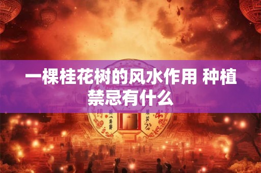 一棵桂花树的风水作用 种植禁忌有什么