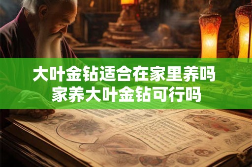 大叶金钻适合在家里养吗 家养大叶金钻可行吗 大叶金钻适合在家里养吗 家养大叶金钻可行吗