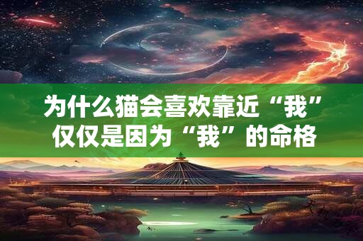 为什么猫会喜欢靠近“我” 仅仅是因为“我”的命格好吗