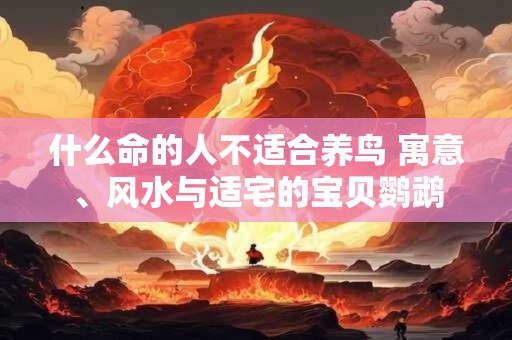 什么命的人不适合养鸟 寓意、风水与适宅的宝贝鹦鹉