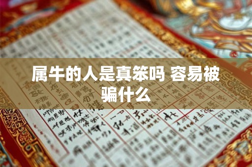属牛的人是真笨吗 容易被骗什么 属牛的人是真笨吗 容易被骗什么